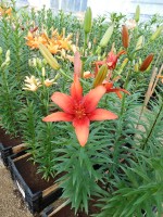 [4088 Red Twin DJ No01.JPG]